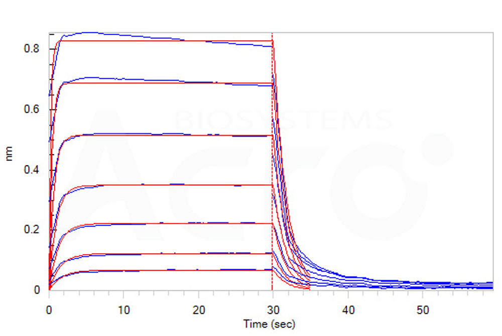 Human_FcRn_Heterodimer_Protein_Bli