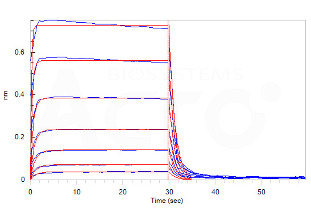 Human_FcRn_Heterodimer_Protein_Bli