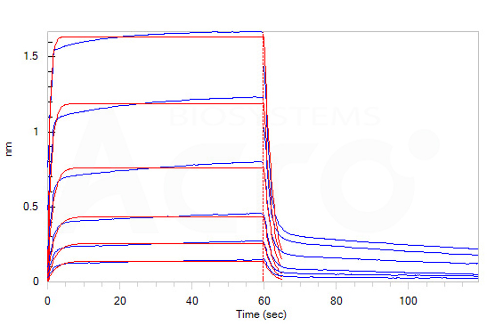 Human_FcRn_Heterodimer_Protein_Bli