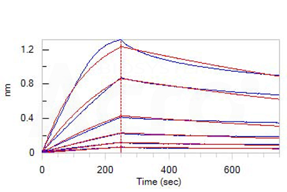  CD3E & CD3D BLI