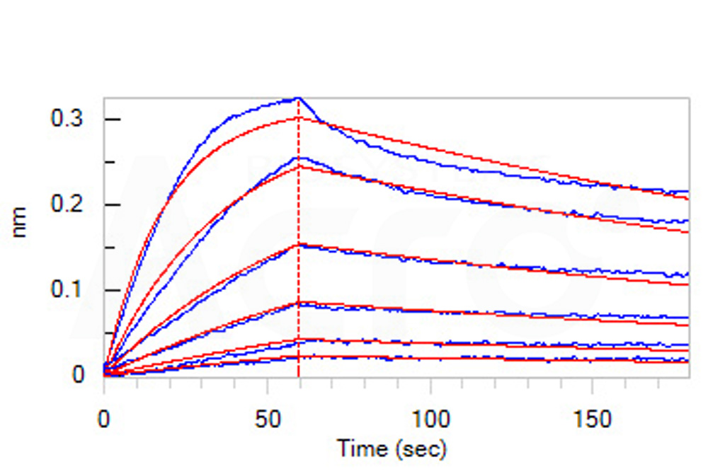  CD40 Ligand BLI