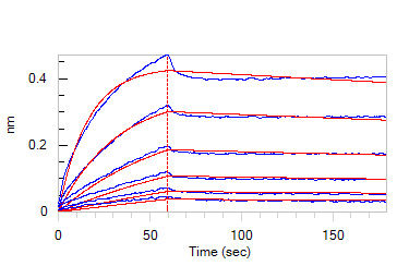 Human_FcRn_Heterodimer_Protein_Bli