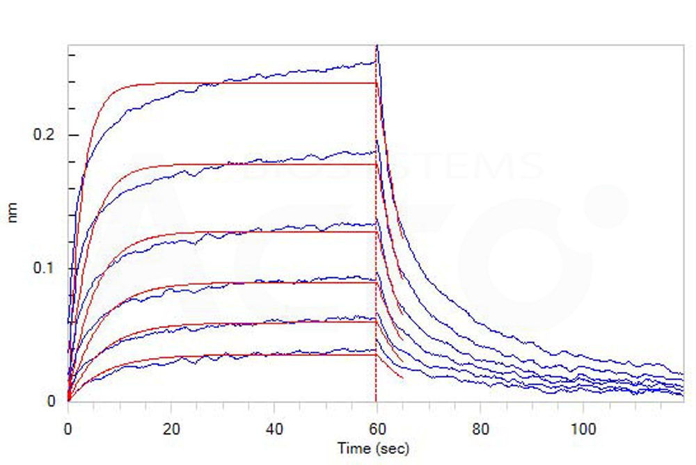  Fc gamma RIII / CD16 BLI