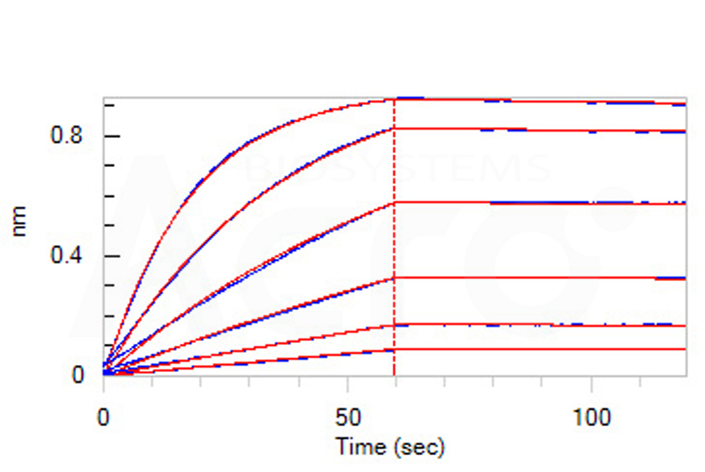 Human_FcRn_Heterodimer_Protein_Bli