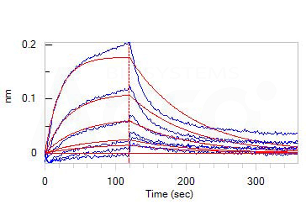 Human_FcRn_Heterodimer_Protein_Bli