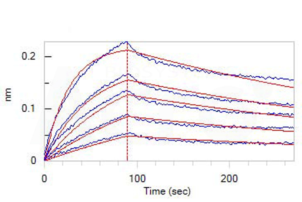 Human_FcRn_Heterodimer_Protein_Bli