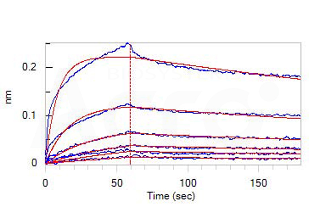 Human_FcRn_Heterodimer_Protein_Bli