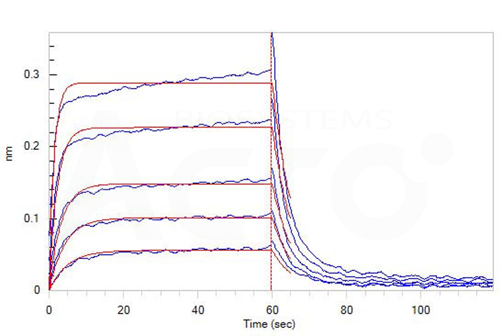 Human_FcRn_Heterodimer_Protein_Bli