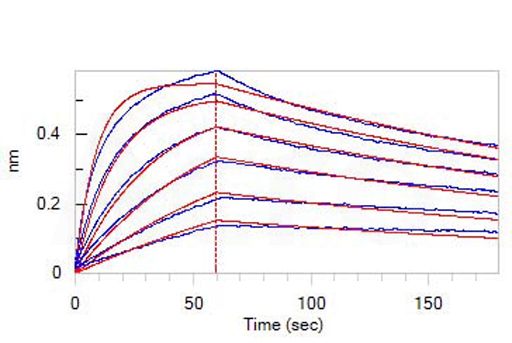 Human_FcRn_Heterodimer_Protein_Bli