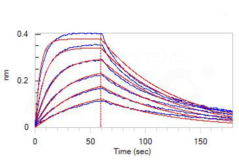 Human_FcRn_Heterodimer_Protein_Bli