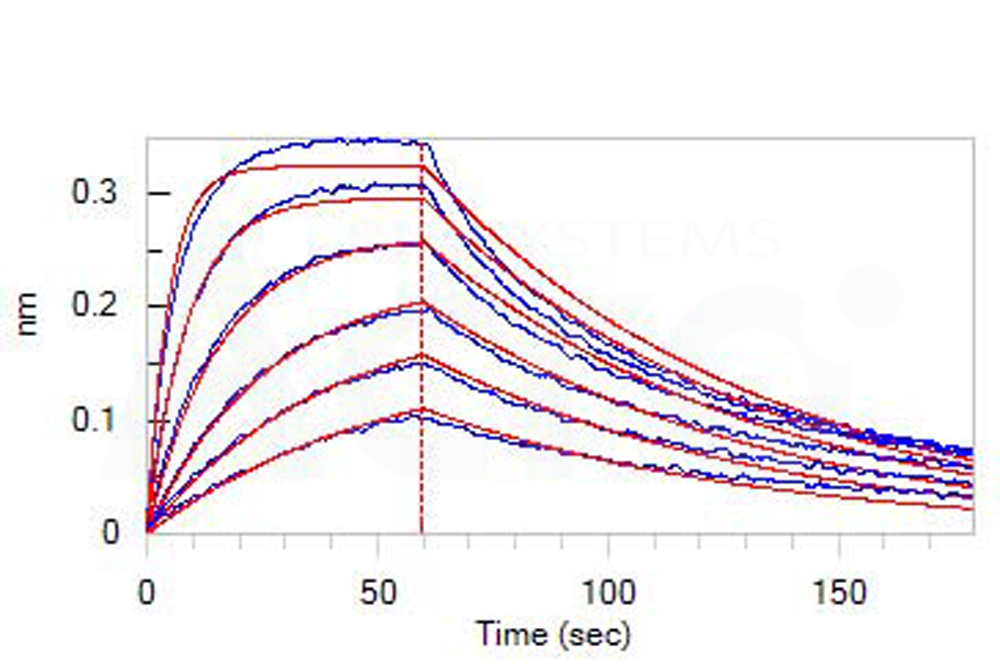 Human_FcRn_Heterodimer_Protein_Bli