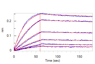  IFN-gamma BLI