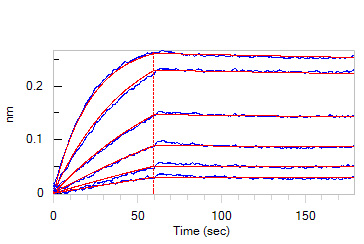  IFN-gamma BLI