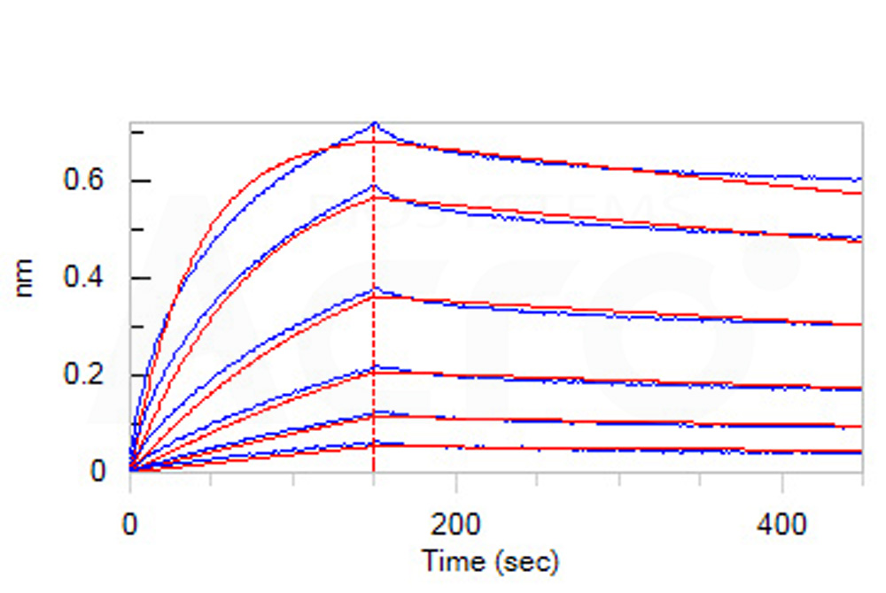 Human_FcRn_Heterodimer_Protein_Bli