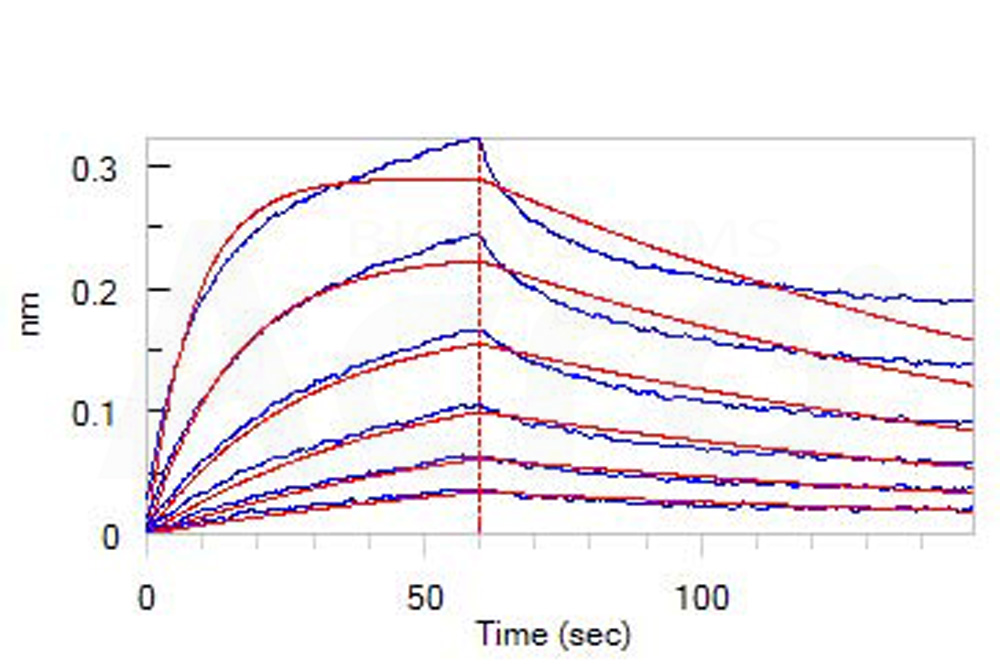  Neuropilin-1 BLI