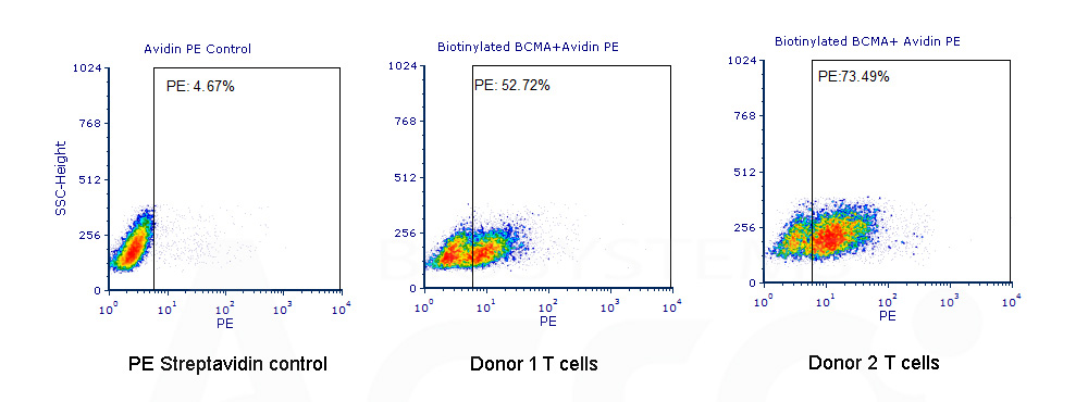 BCMA CAR detection verified by FACS