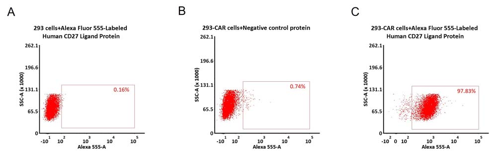  CD27 Ligand CAR_T