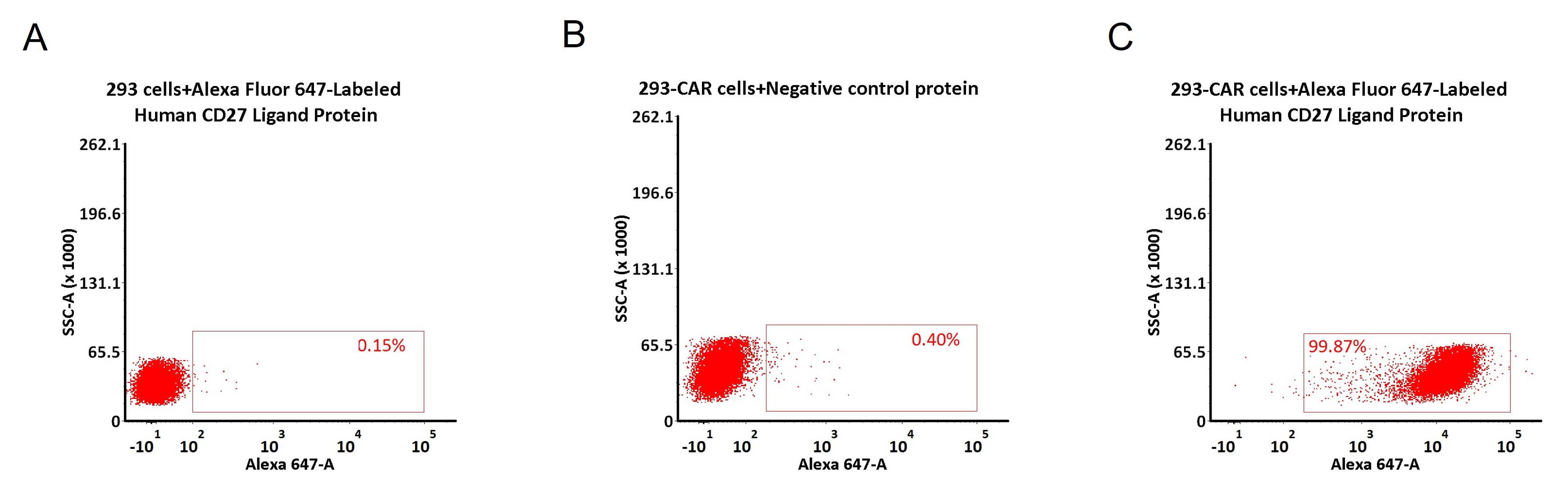  CD27 Ligand CAR_T