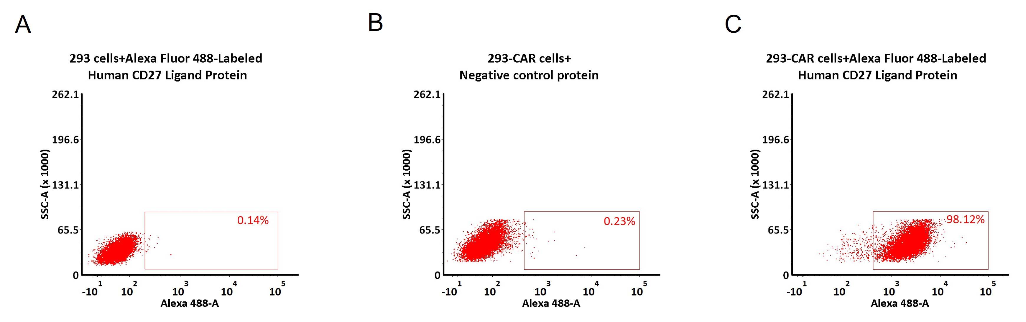  CD27 Ligand CAR_T