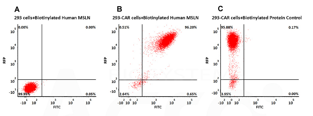  Mesothelin CAR_T