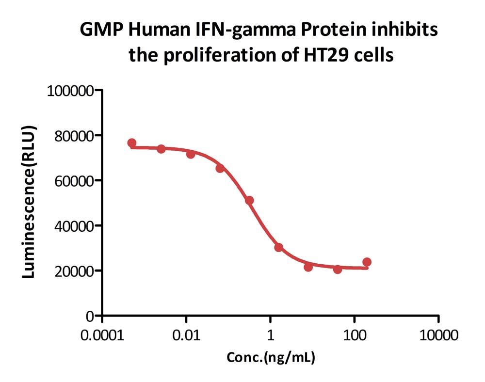  IFN-gamma CELL