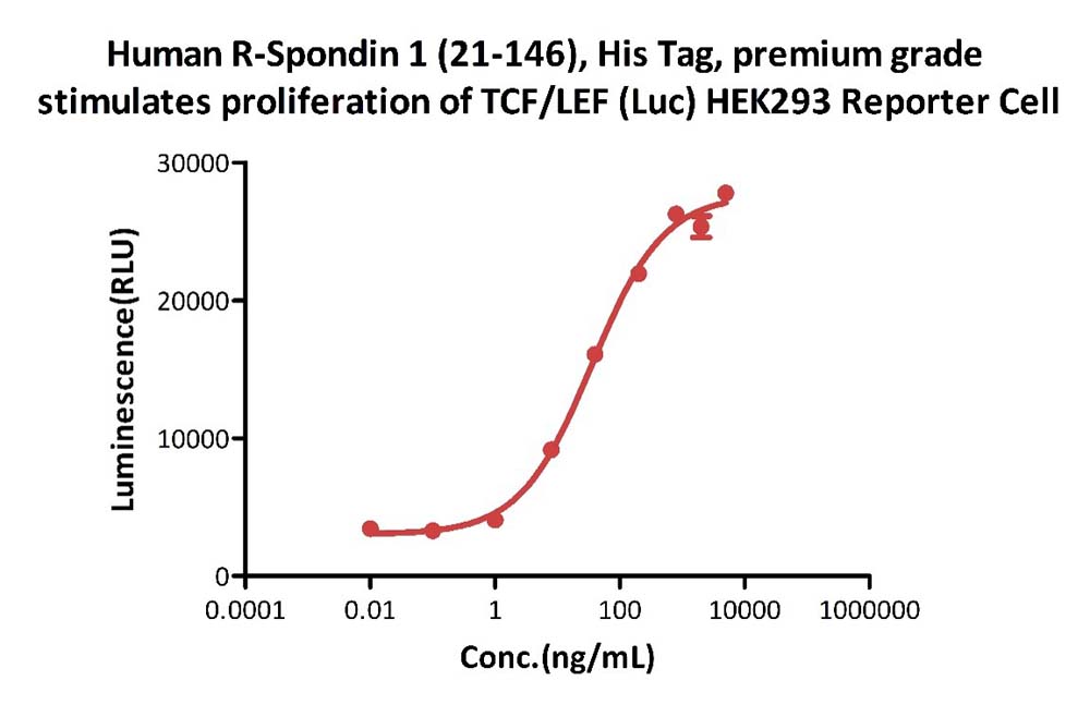  R-Spondin 1 CELL