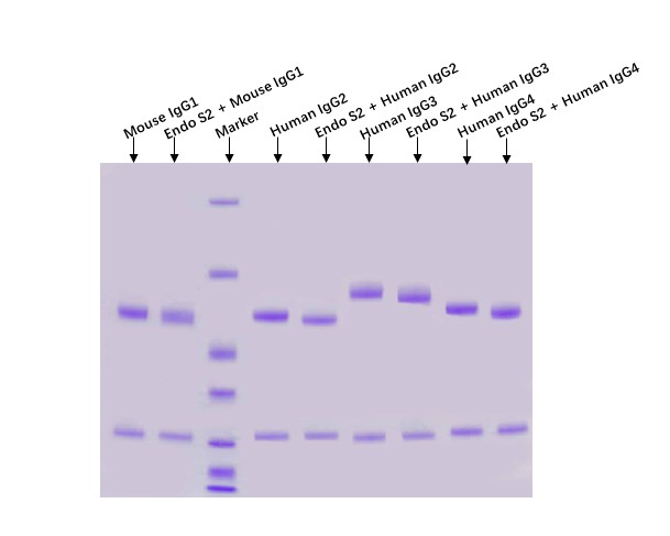  Endo S2 ENZYME