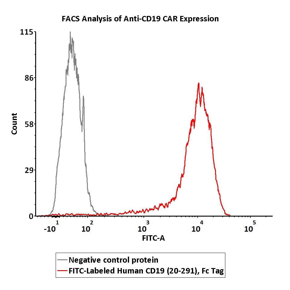  CD19 FACS