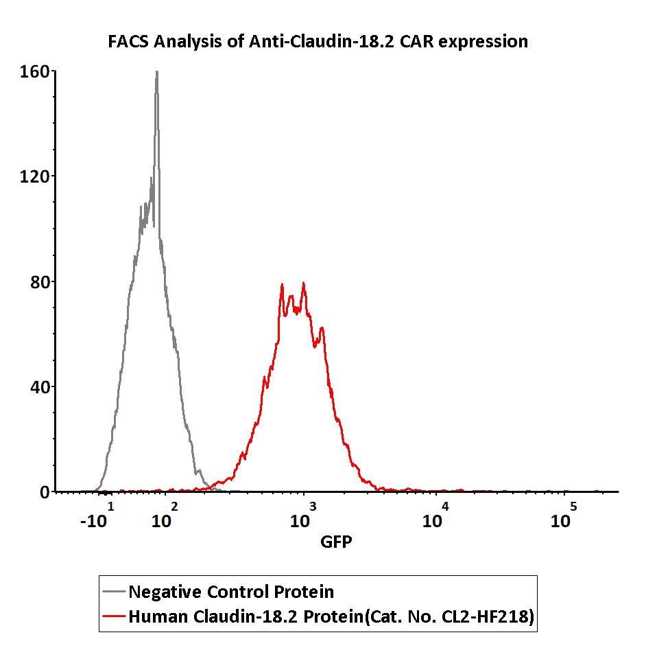  Claudin-18.2 FACS