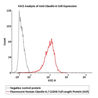  Claudin-6 FACS