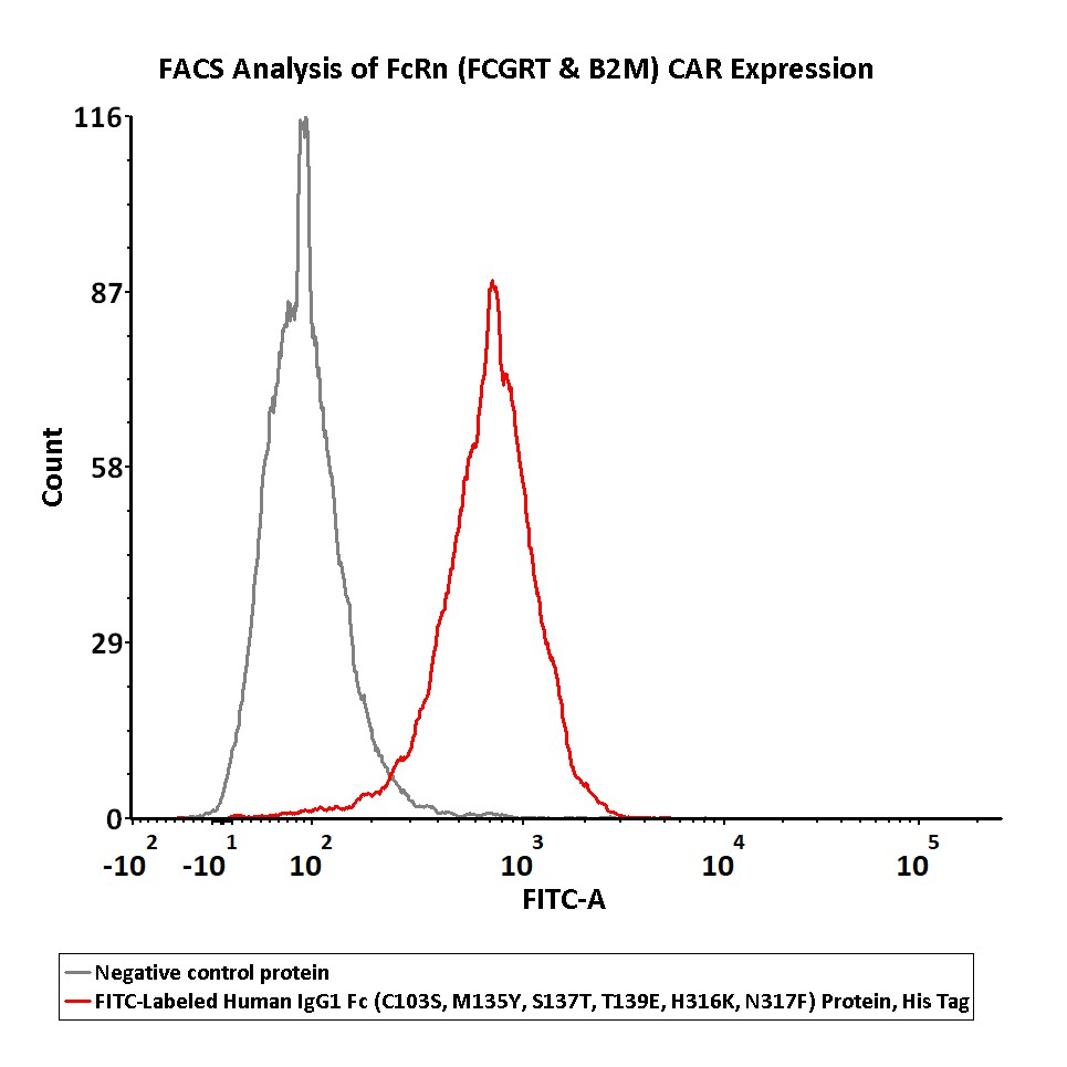  IgG1 Fc FACS