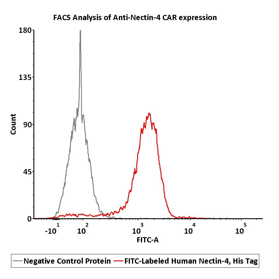  Nectin-4 FACS