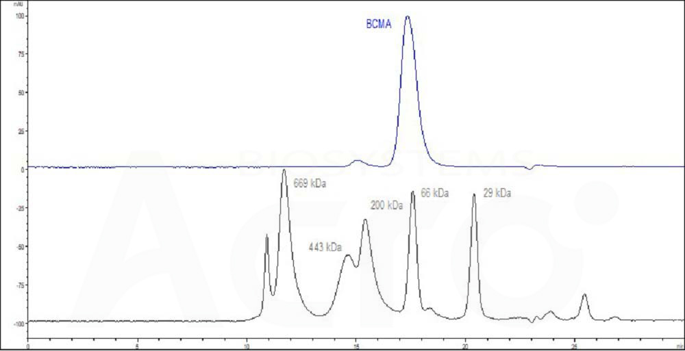 BCMA SEC-HPLC