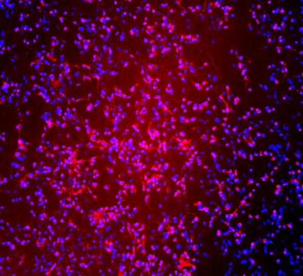  NeuN/Rbfox3 IMMUNOSTAINING