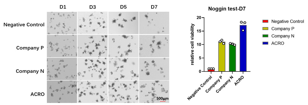  Noggin ORGANOID CULTURE