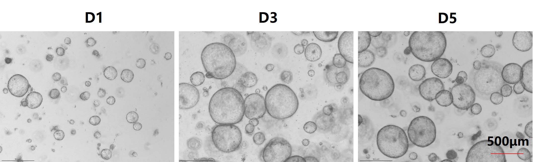  Noggin ORGANOID CULTURE