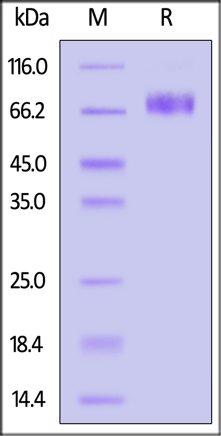 2B4-H5256-sds