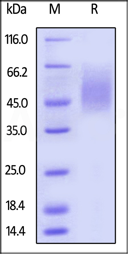 2B4-H82E9-sds