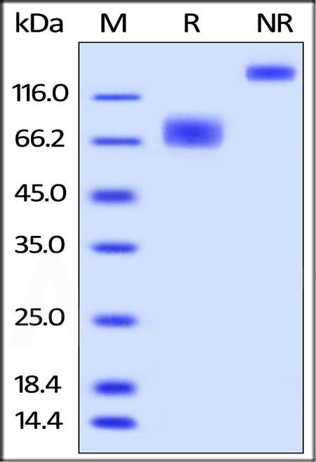 2B4 SDS-PAGE