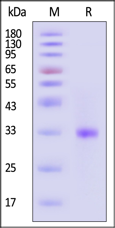 3CE-C5113-sds