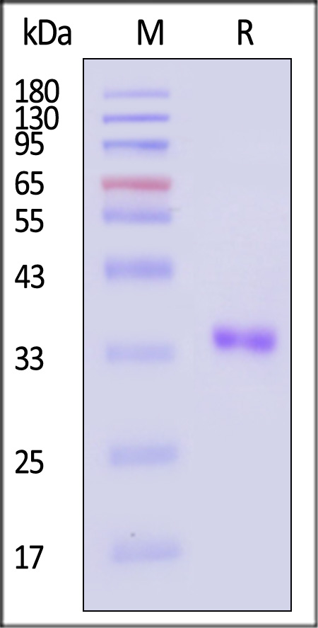 3CE-C5143-sds