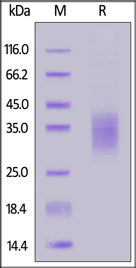 41B-C82E9-sds