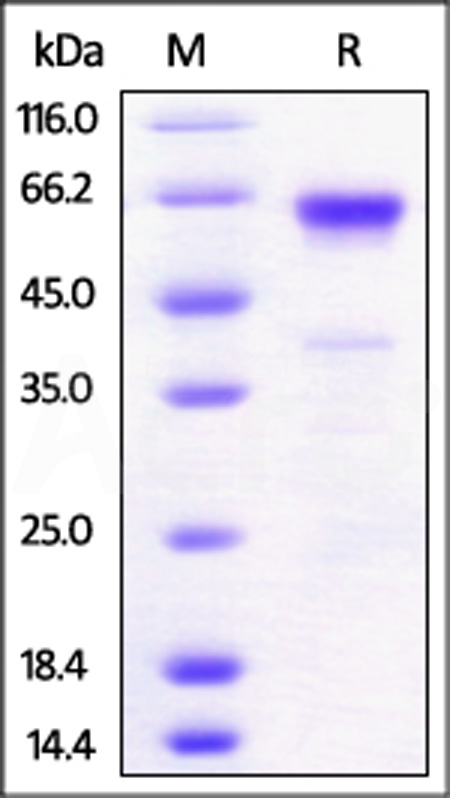 41B-M5258-sds