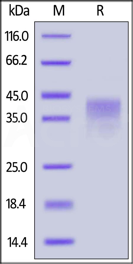 41B-M52H7-sds