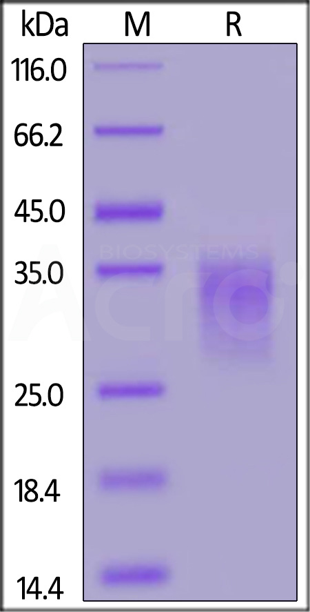 41B-R52H3-sds