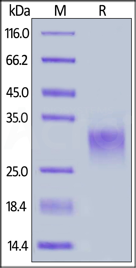 41B-R52H9-sds