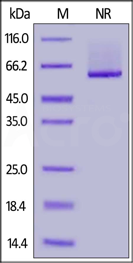 4-1BB Ligand SDS-PAGE