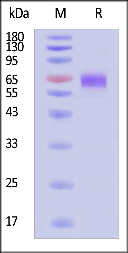 4-1BB Ligand SDS-PAGE