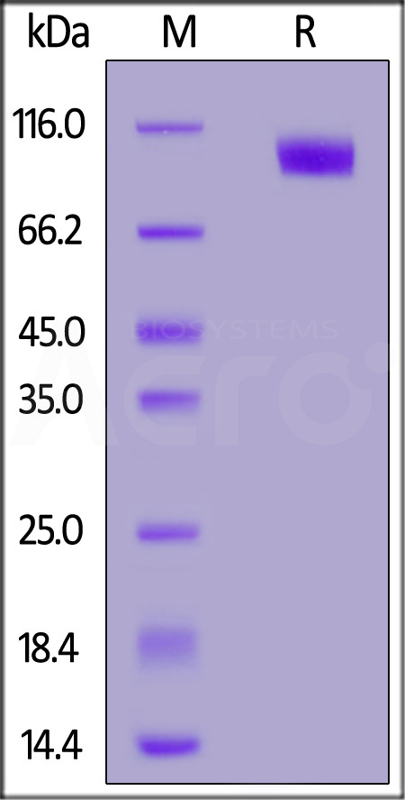 4-1BB Ligand SDS-PAGE