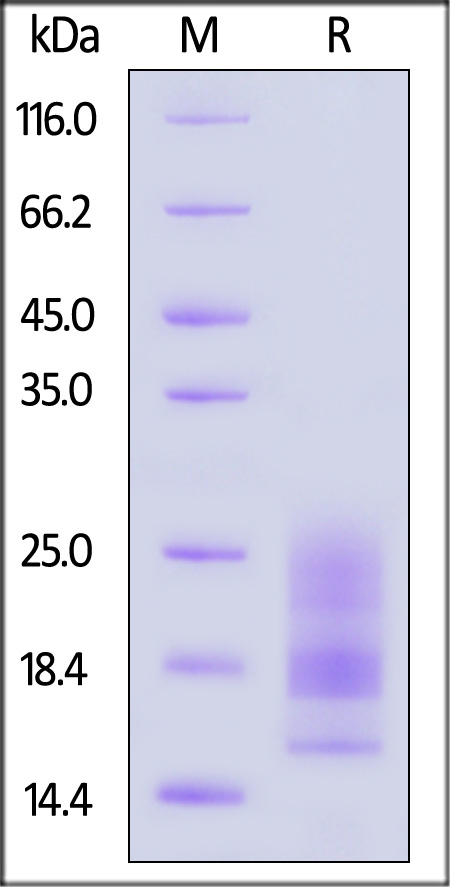 A2L-M52H4-sds